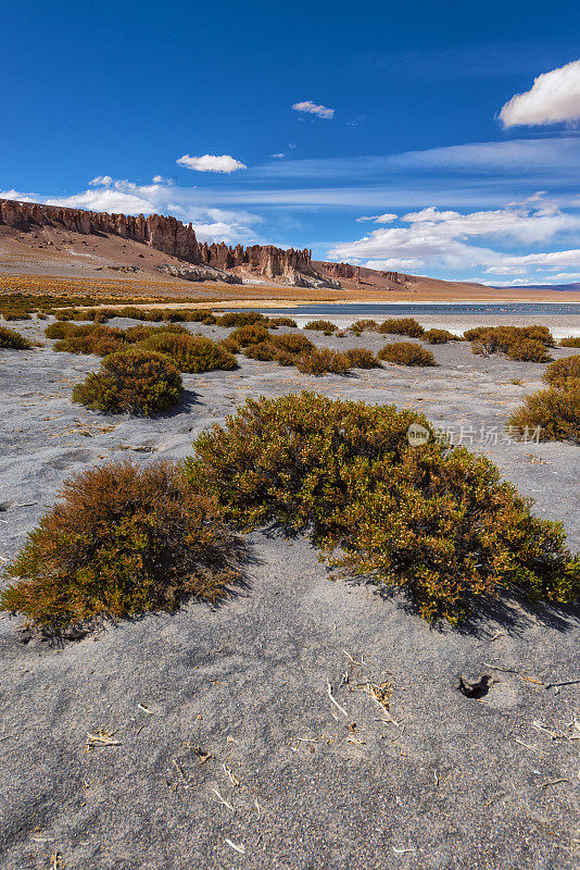 高山保护区-安第斯plane - Altiplano andino - Tara盐湖保护区- Salar de Tara - Flamingo保护区